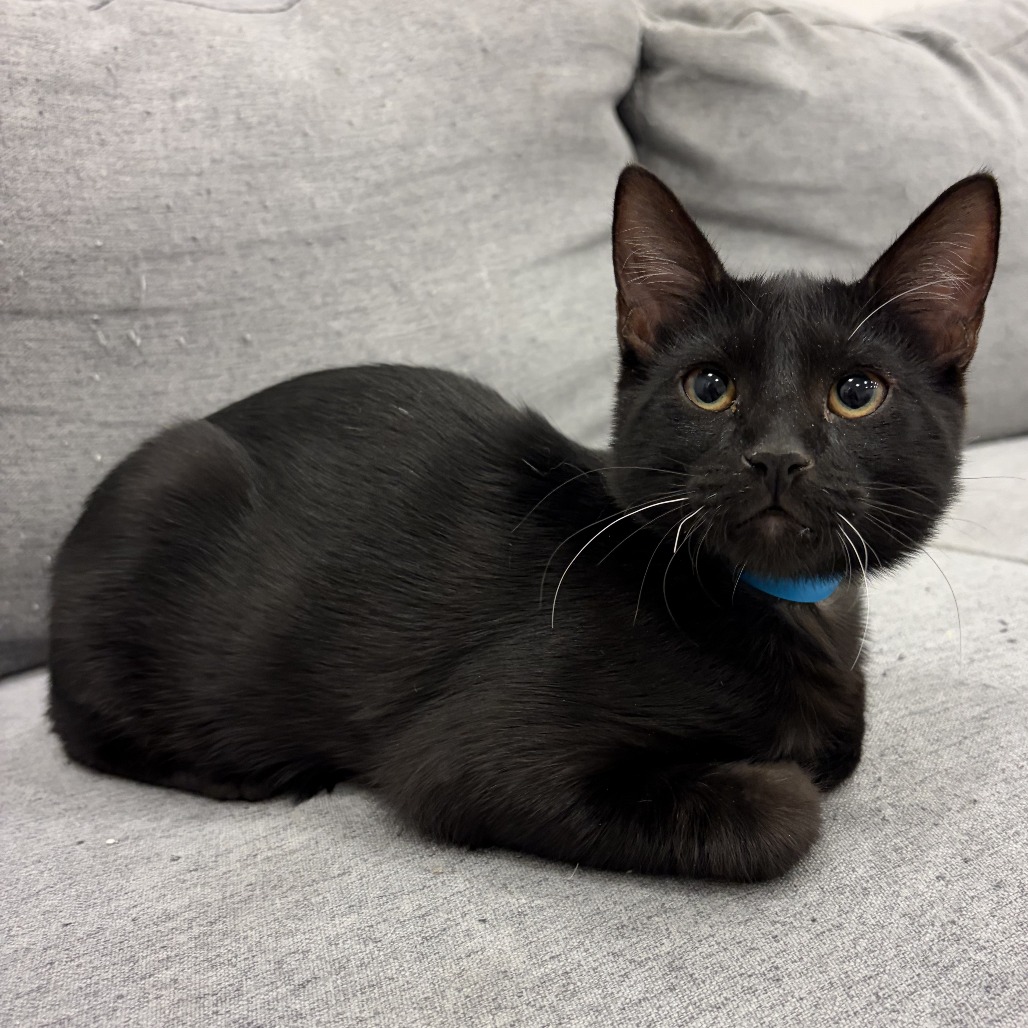 T'Challa