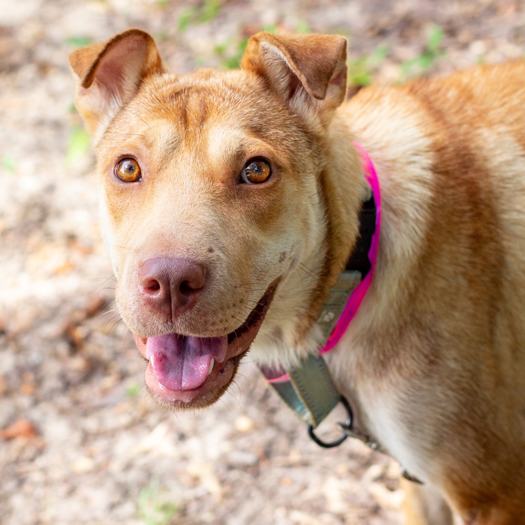MS. BRISBY - Chinese Shar-Pei / Black Mouth Cur available for adoption