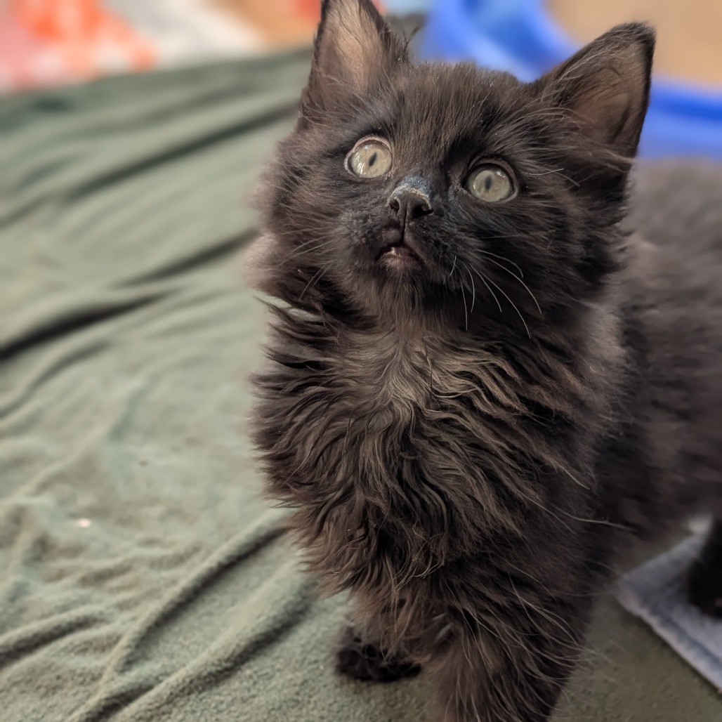 Brooklyn — thumbnail 2