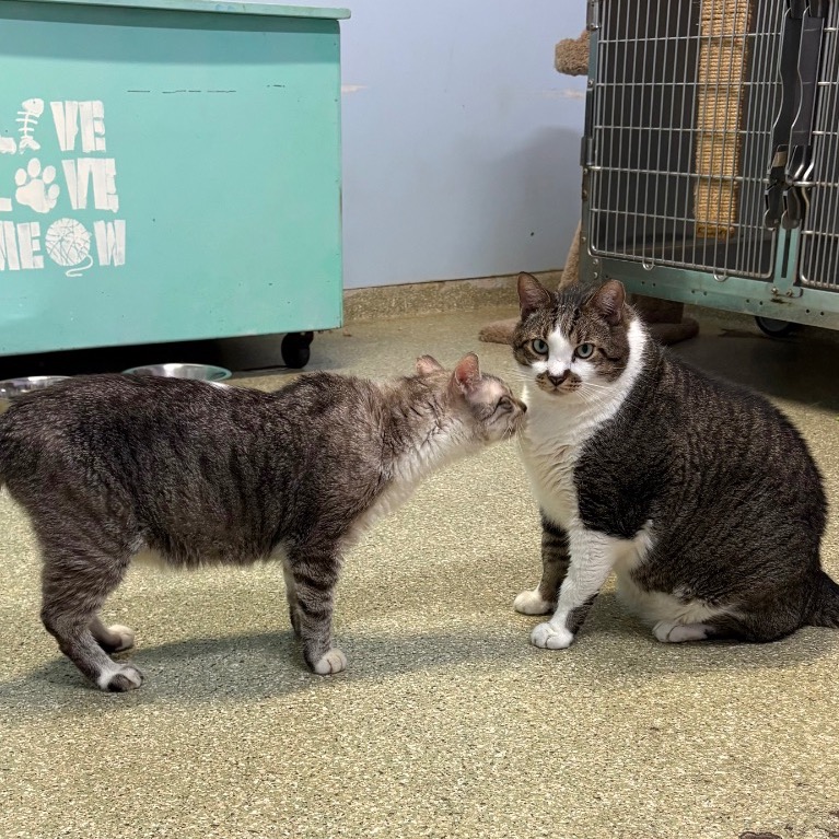 Close-up photo of Peanut