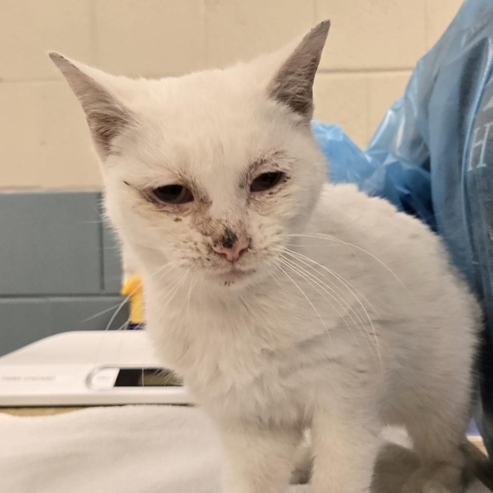 Garden — thumbnail 2