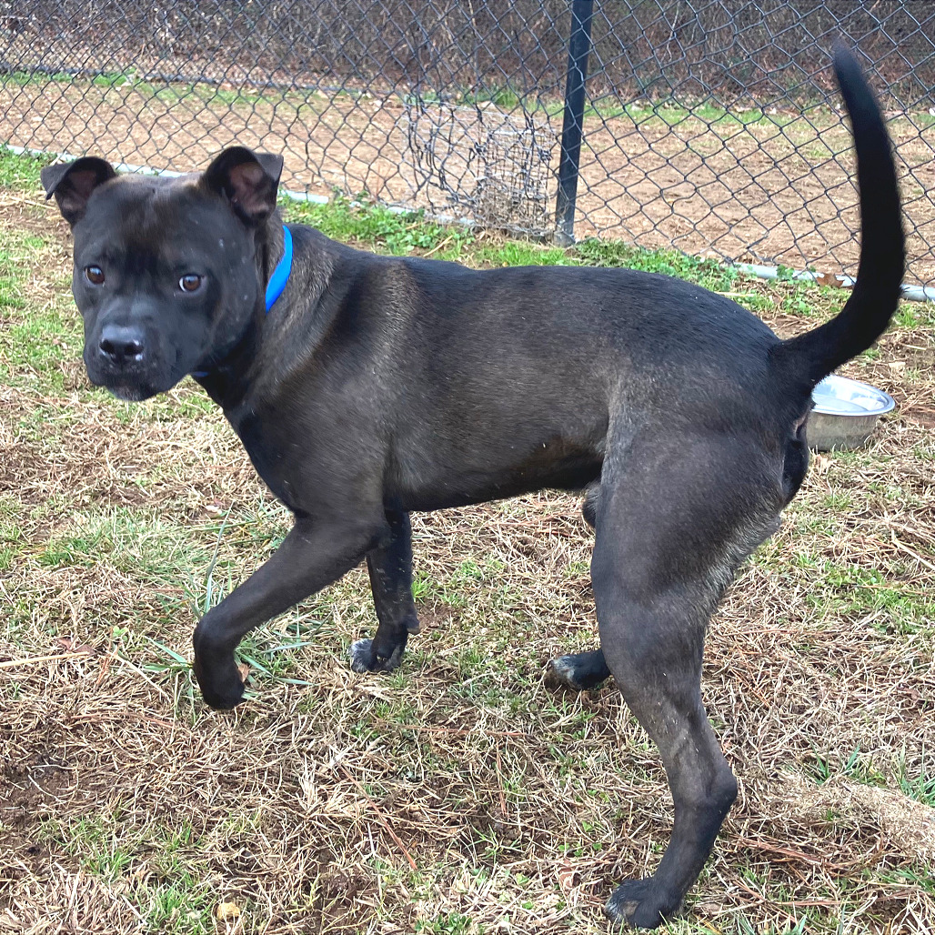 Clyde — thumbnail 3