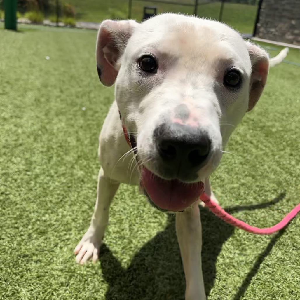 HELBERT - Mixed Breed (Medium) available for adoption