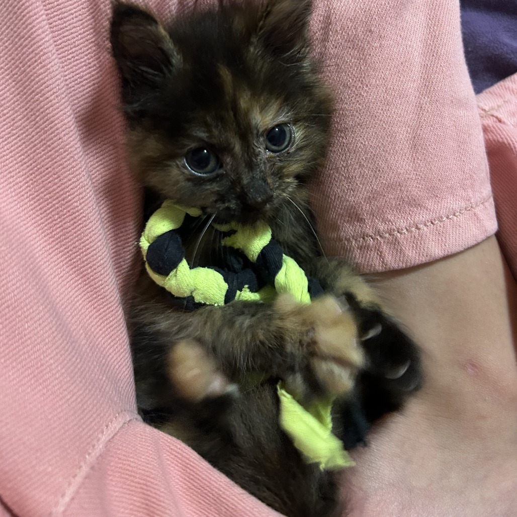 MAJESTY - Domestic Longhair available for adoption
