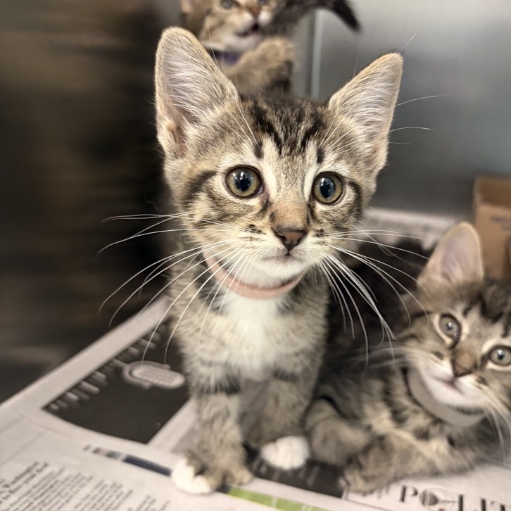 TADPOLE - Domestic Shorthair available for adoption