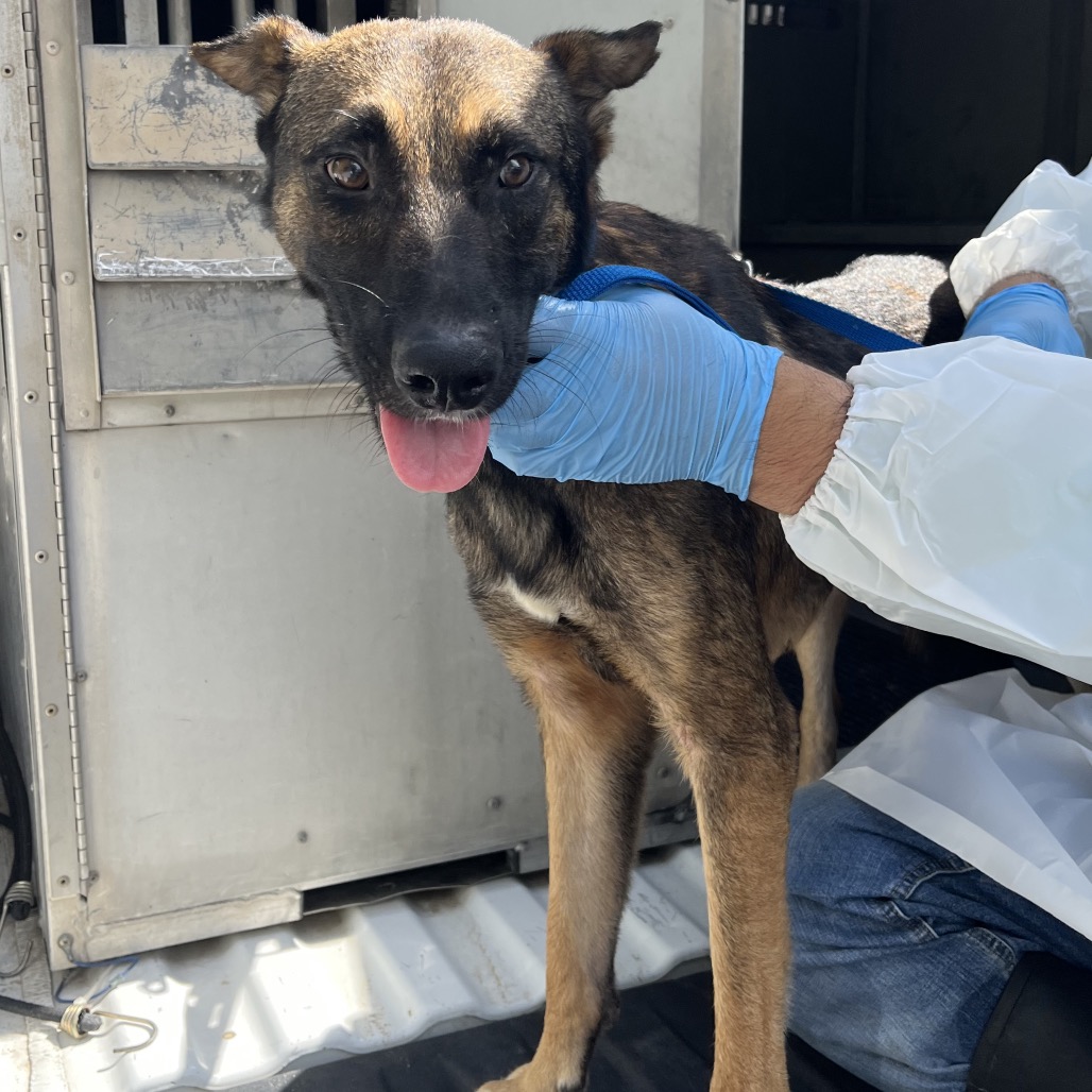 ESPRESSO - Malinois, Belgian / Shepherd available for adoption