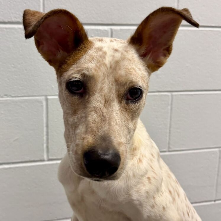 AURORA - Mixed Breed (Medium) available for adoption