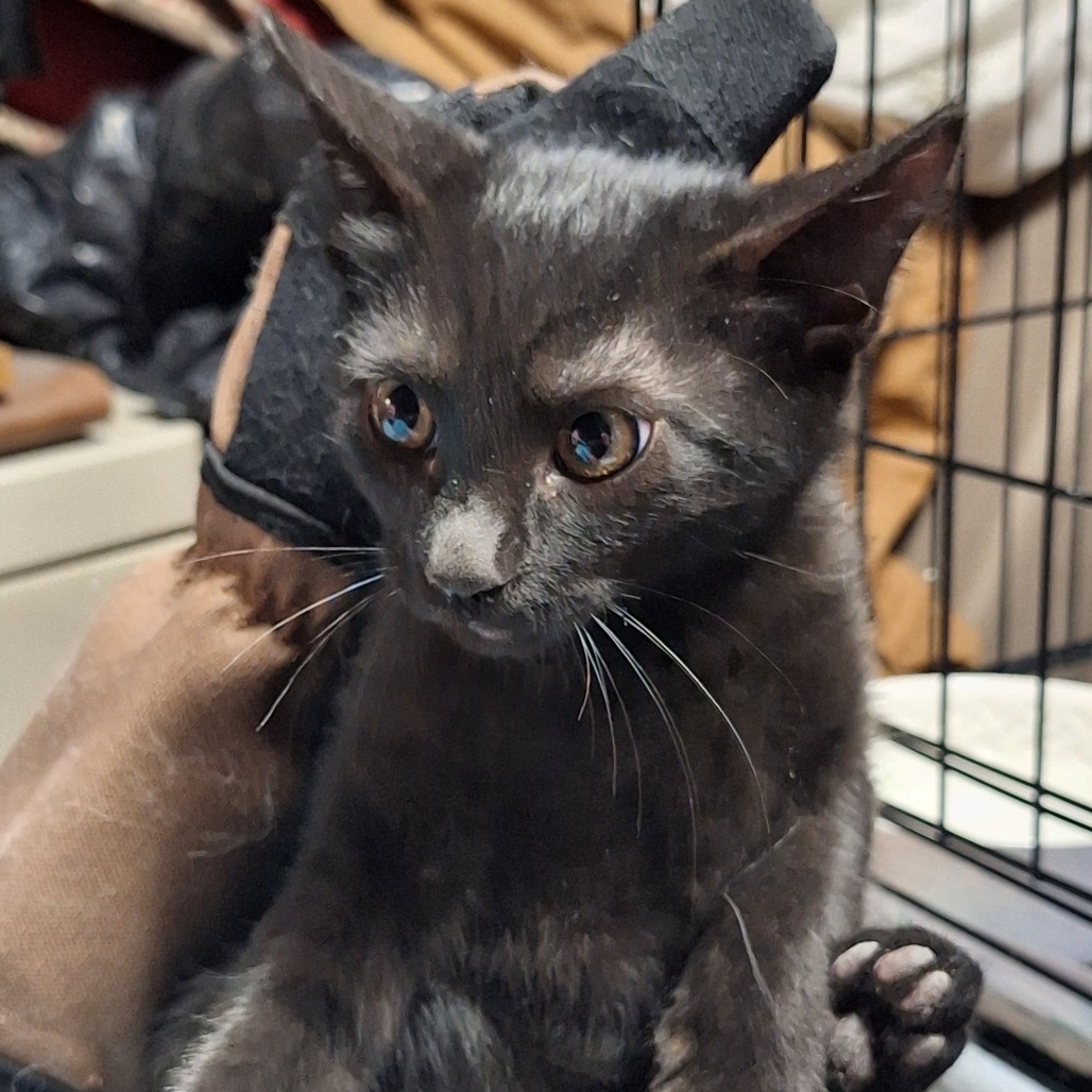 CHOPPER - American Shorthair available for adoption