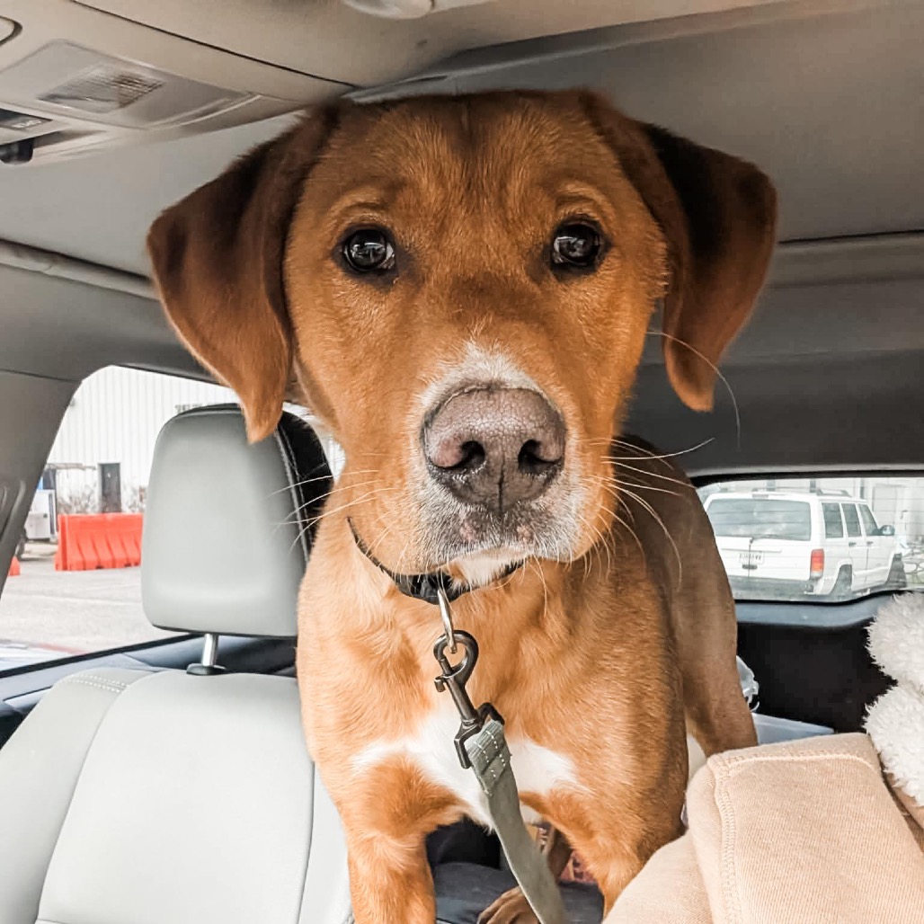 Bobsled (Adoption Fee Sponsored) is available for adoption at Shelby Humane