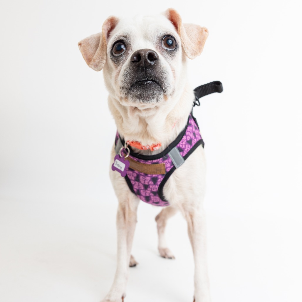 Blessing 13832 — thumbnail 5