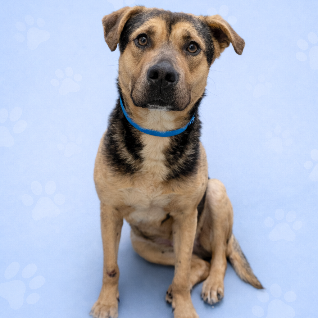 Ridge — thumbnail 5