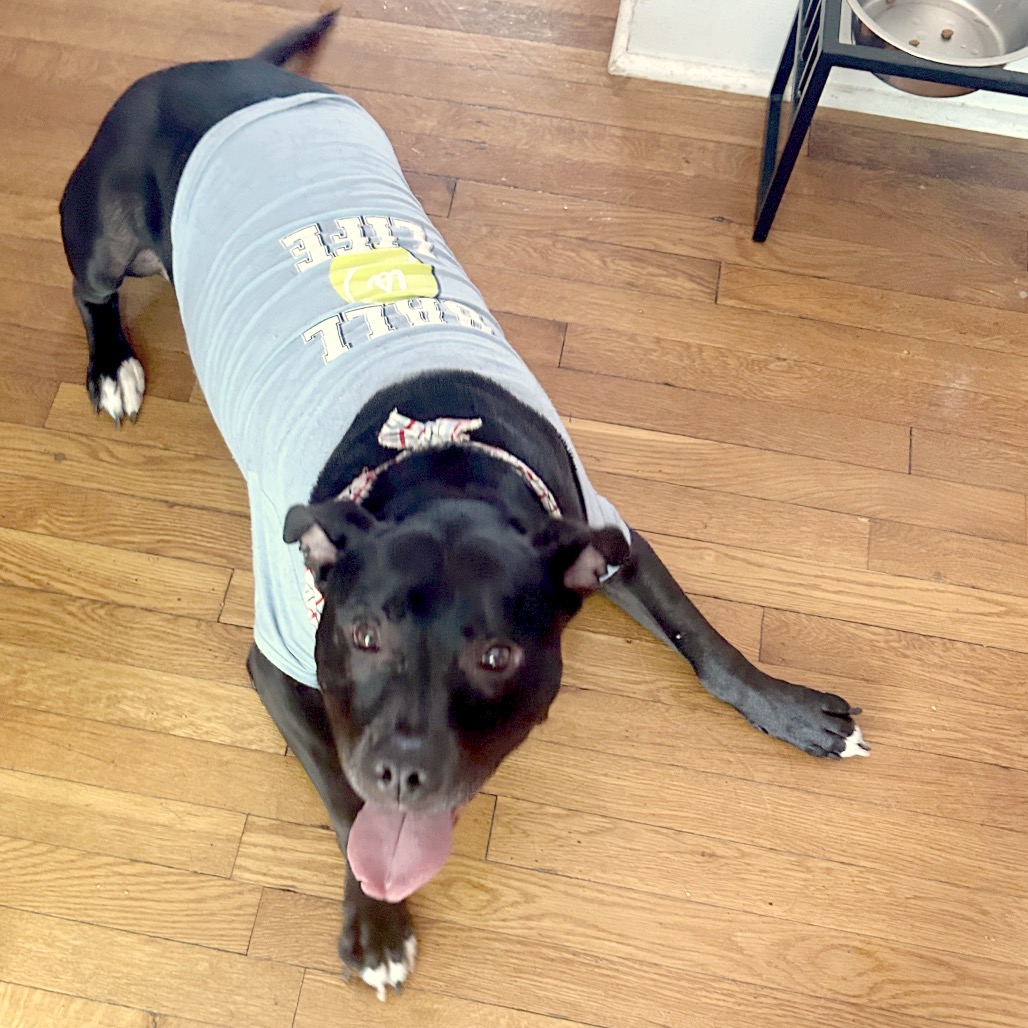 Bowser, photo 37