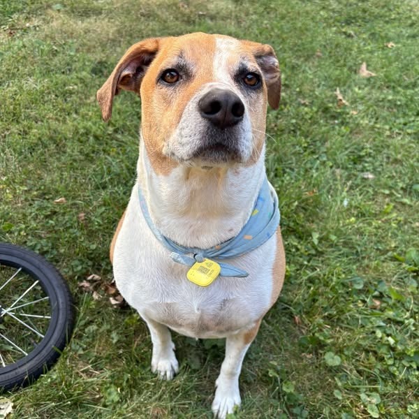 SAMMY - Mixed Breed (Large) available for adoption