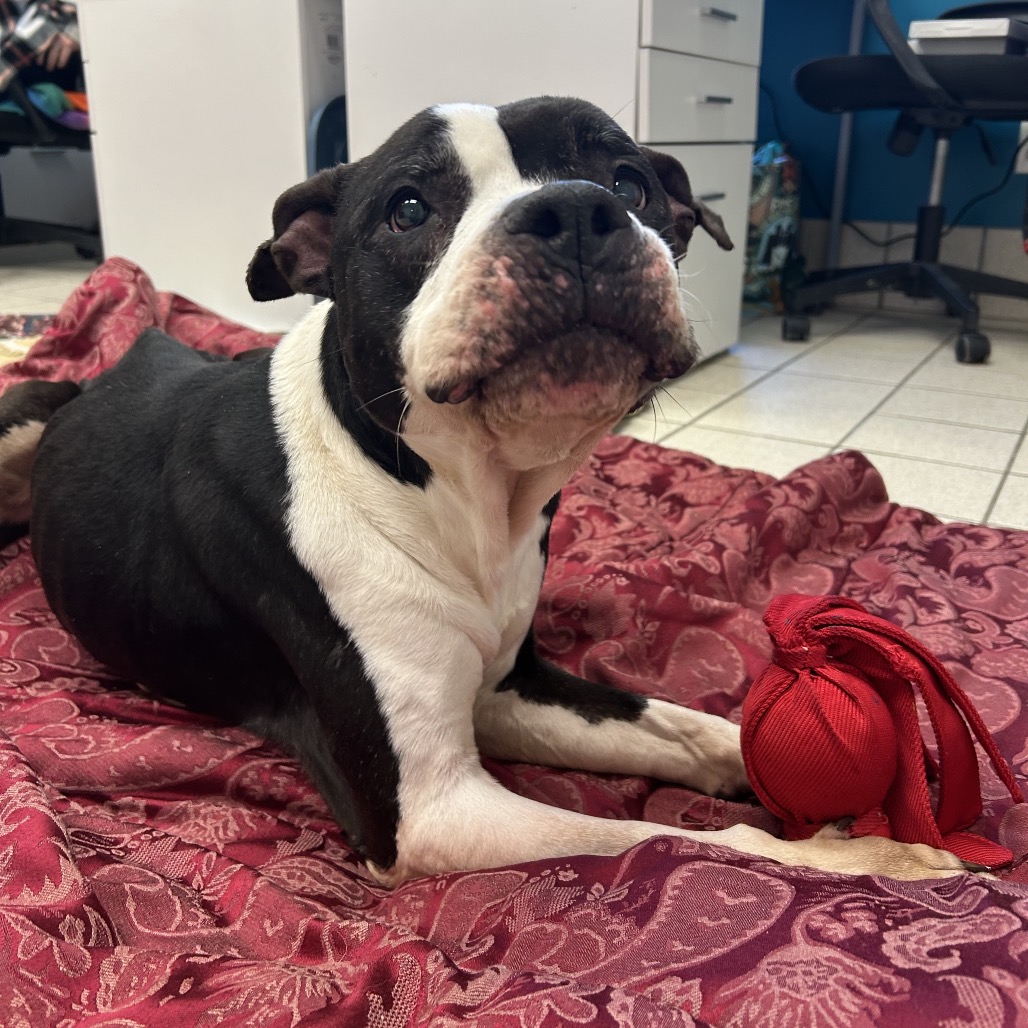 Violet — thumbnail 3