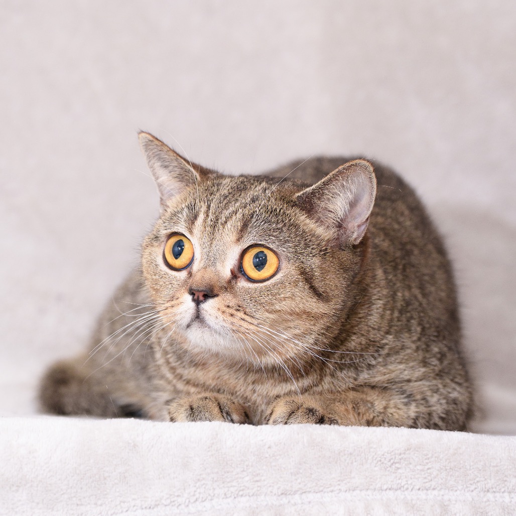 FOOFOO - Domestic Shorthair for adoption in Sunnyvale