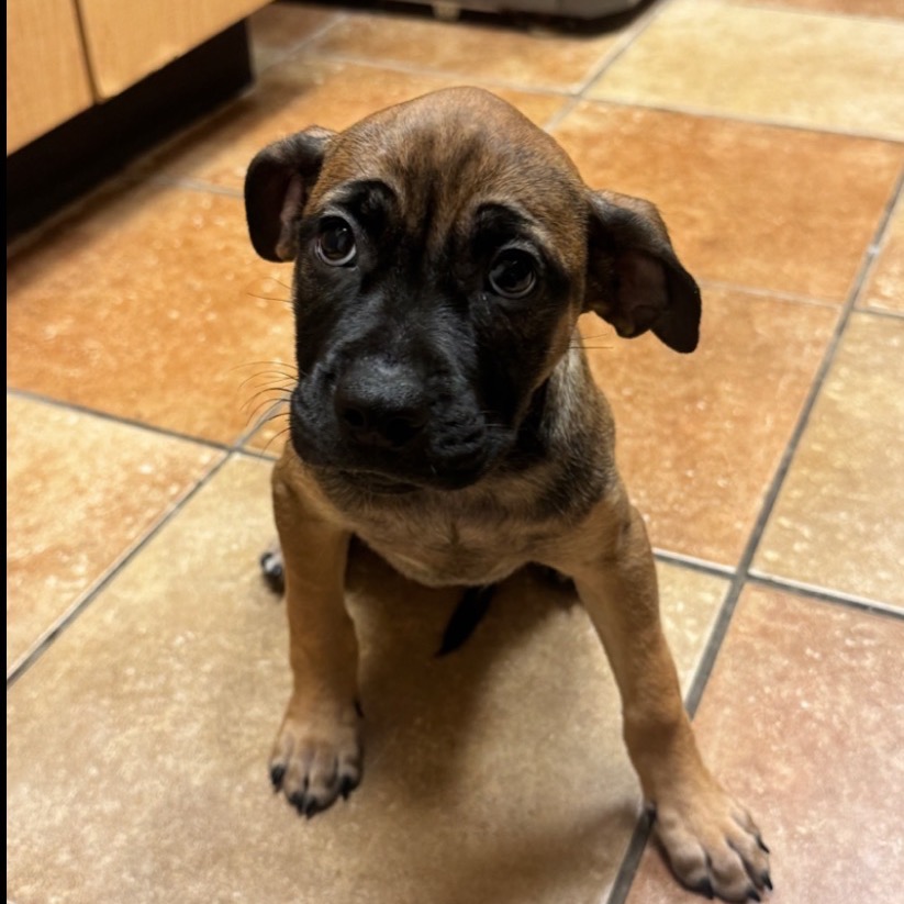FWT MOCHA - Mixed Breed (Small) available for adoption
