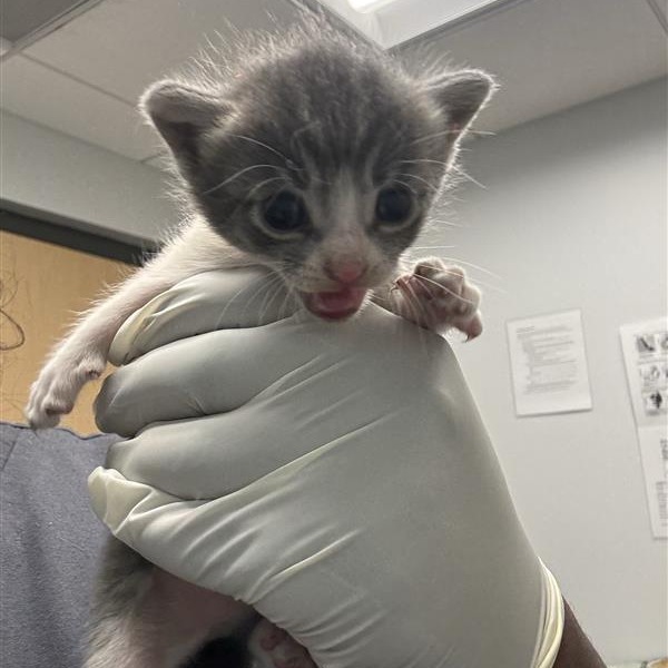 DOCIE - Domestic Shorthair available for adoption