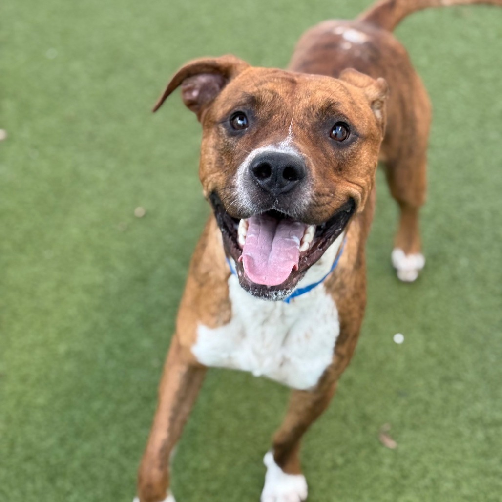 Silas — thumbnail 4