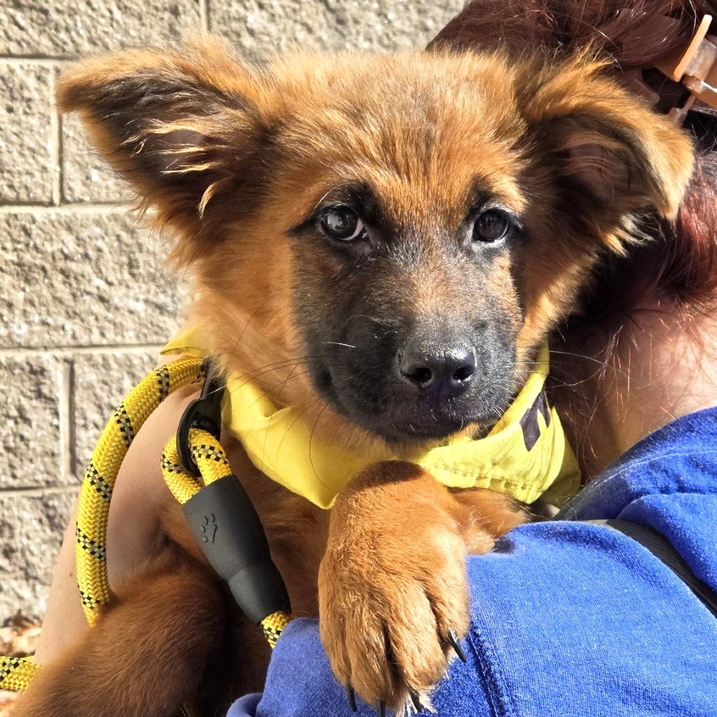 ELPHABA - Shepherd, German / Mix available for adoption