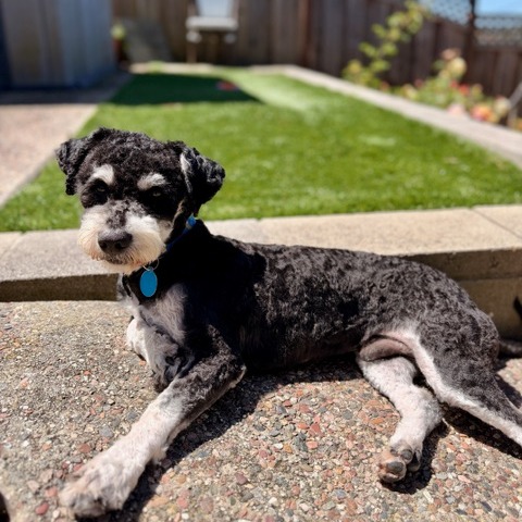 Animal named Truffle