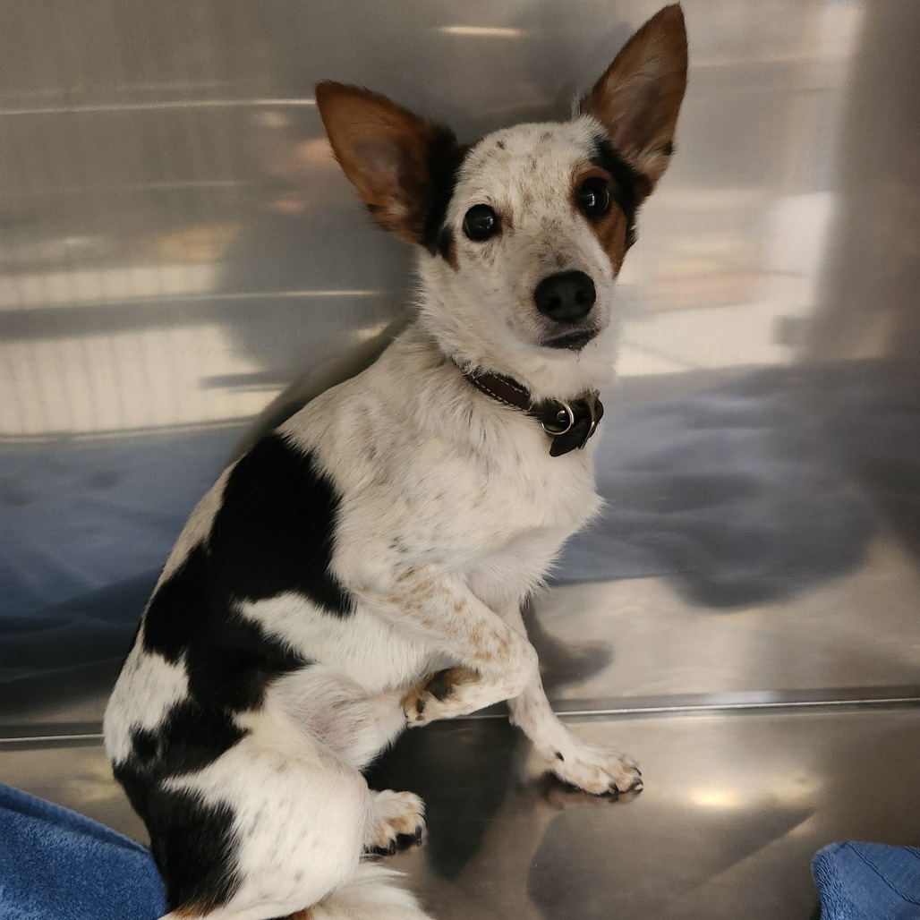 Thor — thumbnail 2