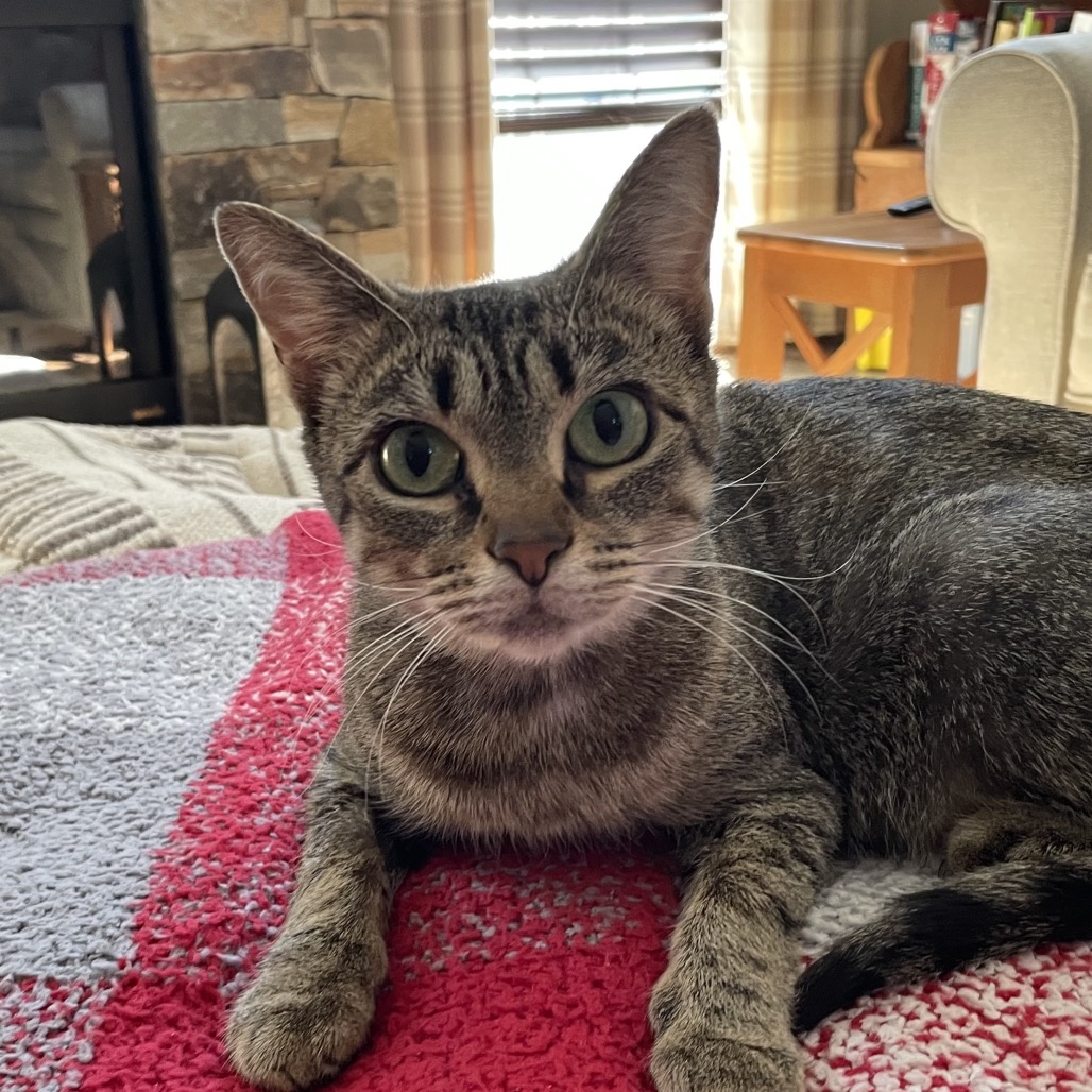HOLLY - Domestic Shorthair available for adoption