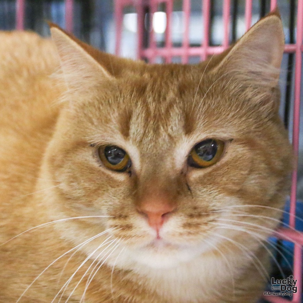CATO - Domestic Shorthair available for adoption