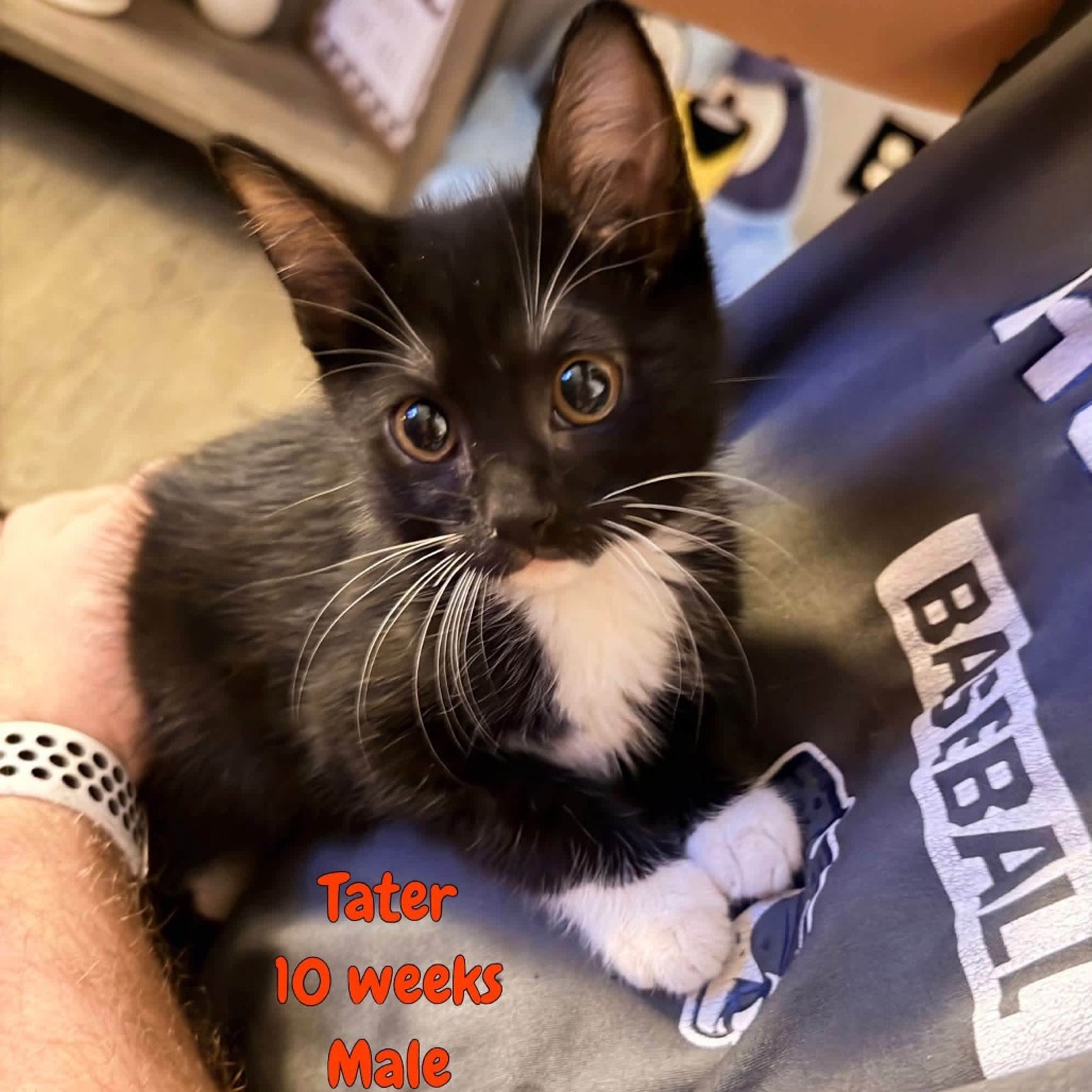 TATER - Domestic Shorthair available for adoption