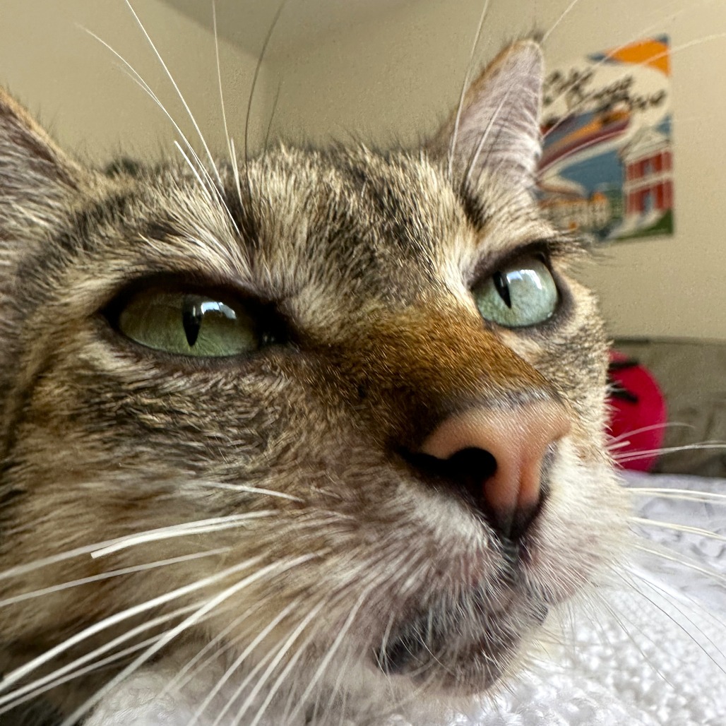 Luna — thumbnail 3