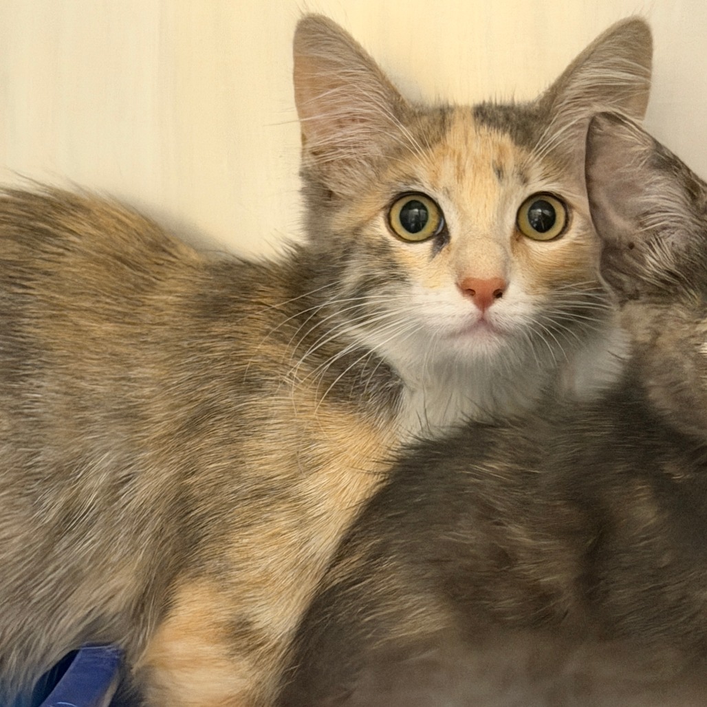 HERMIONE - Domestic Medium Hair available for adoption