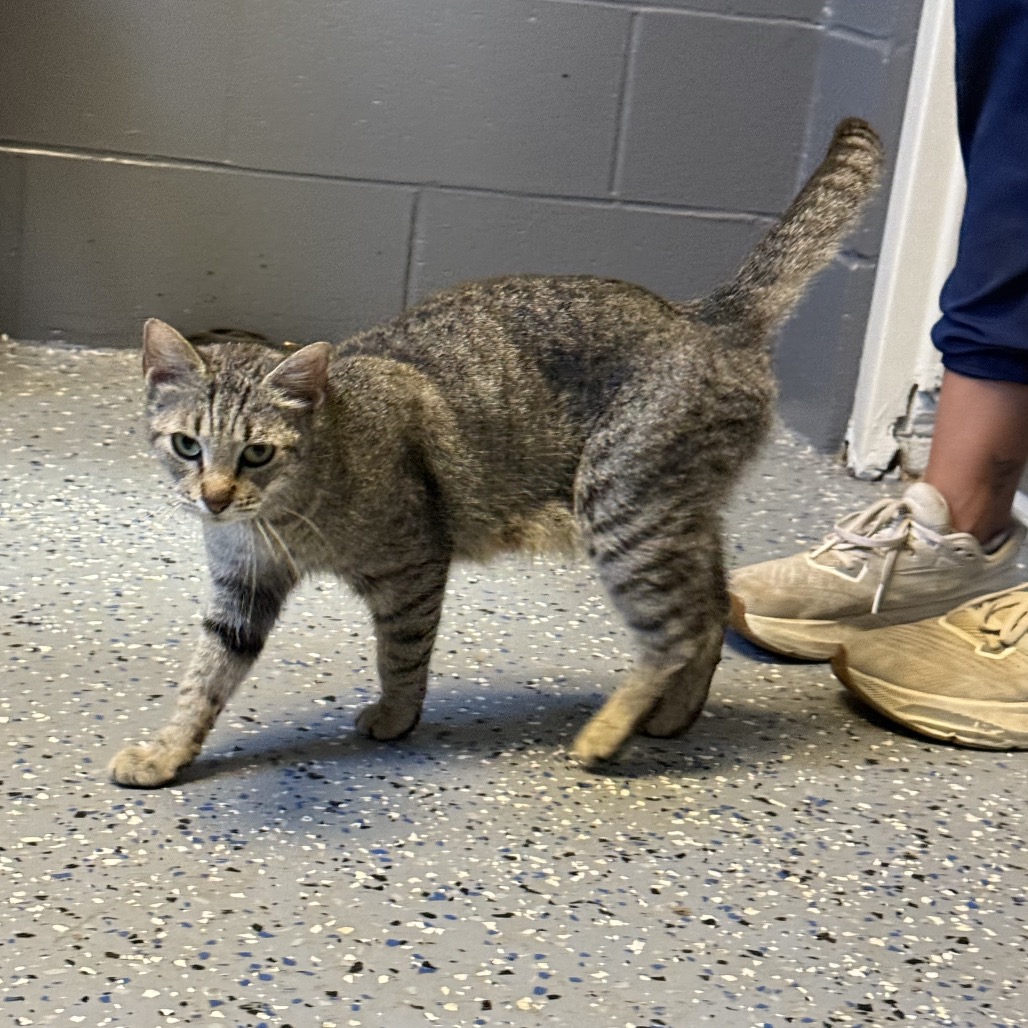 Tusc Stray 84618