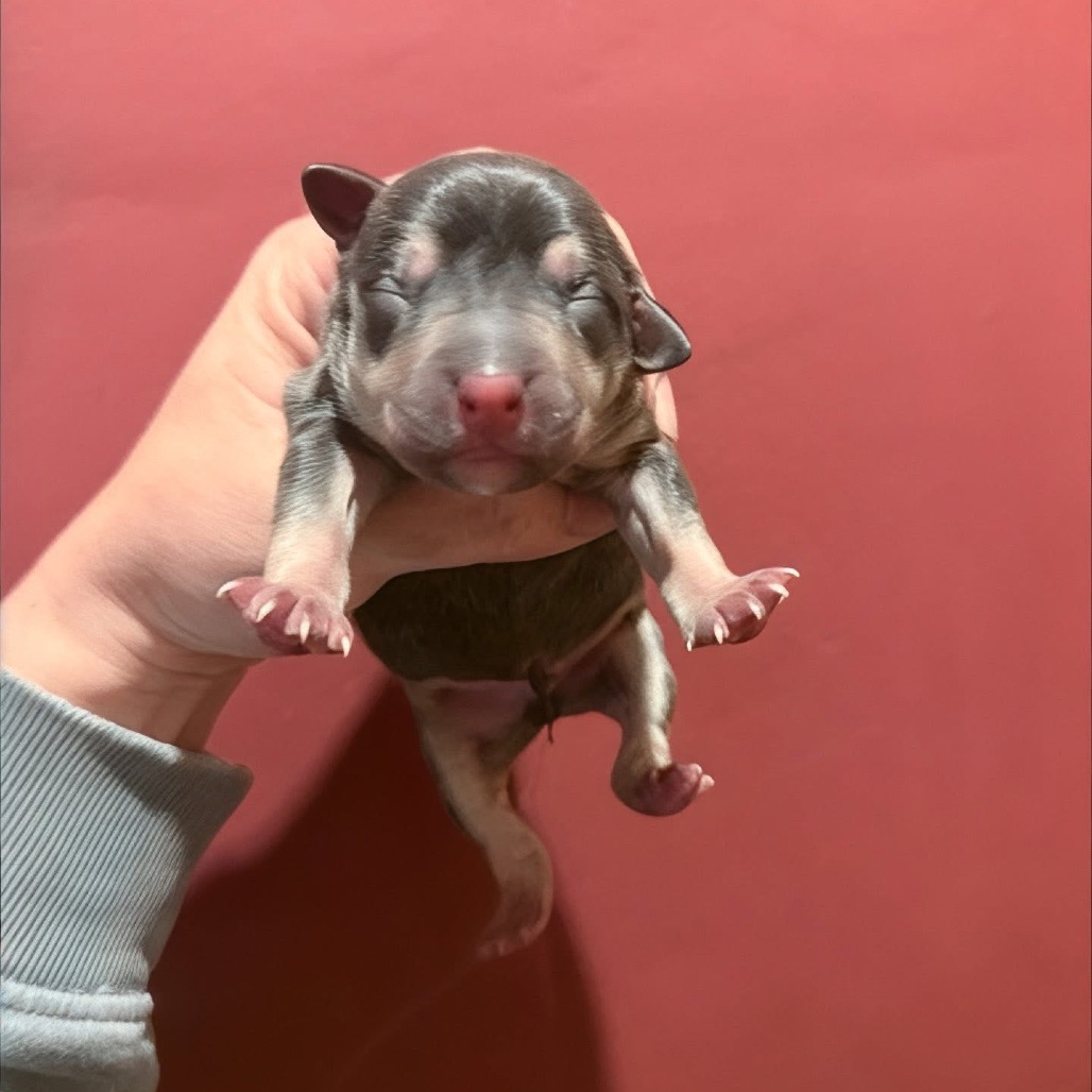 Animal Thumbnail