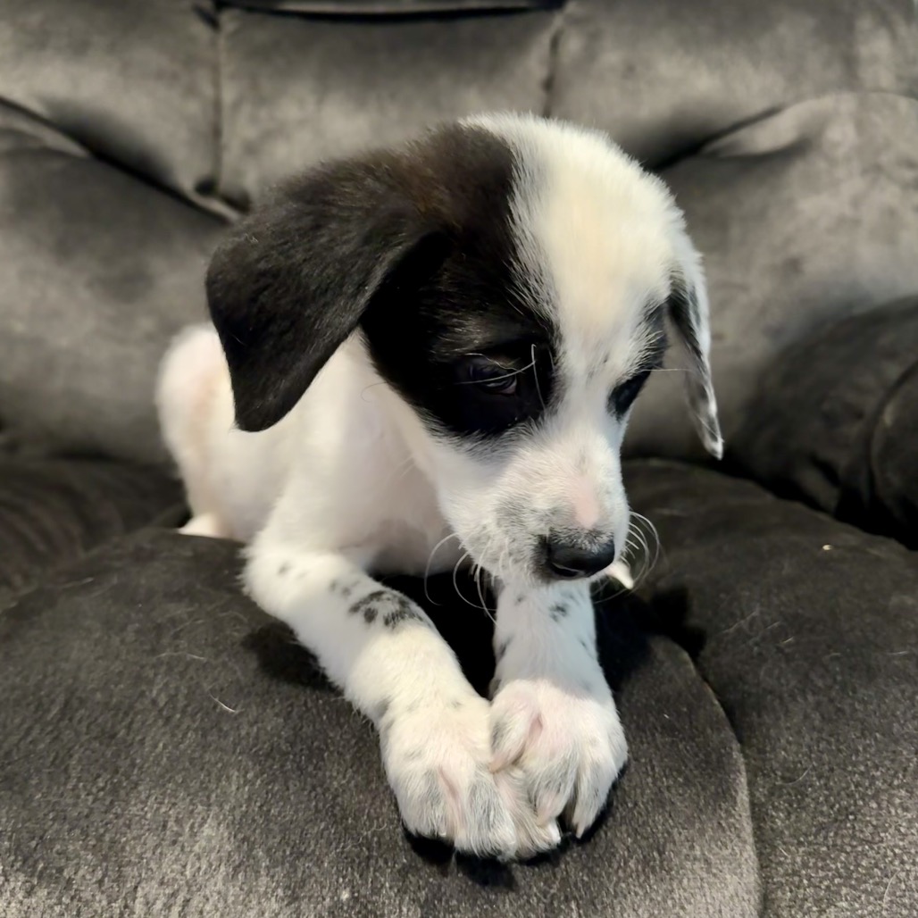 Kirk, a Cattle Dog, Australian (Blue Heeler) / Collie, Border