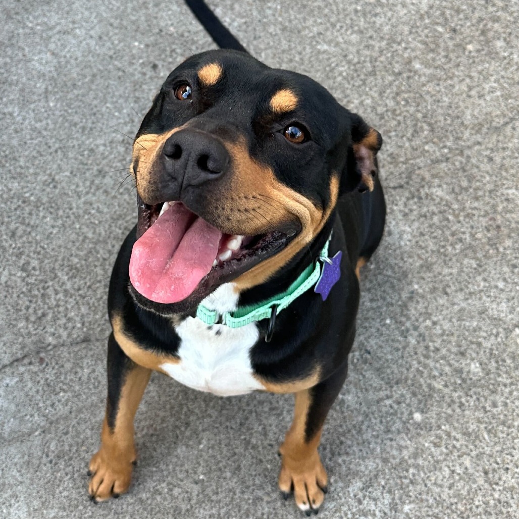 Mr. Beans — thumbnail 2