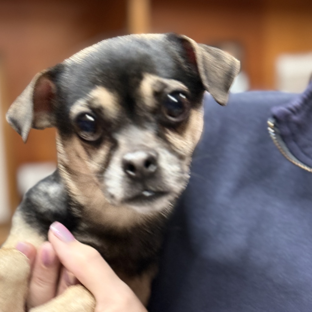 Serena — thumbnail 4