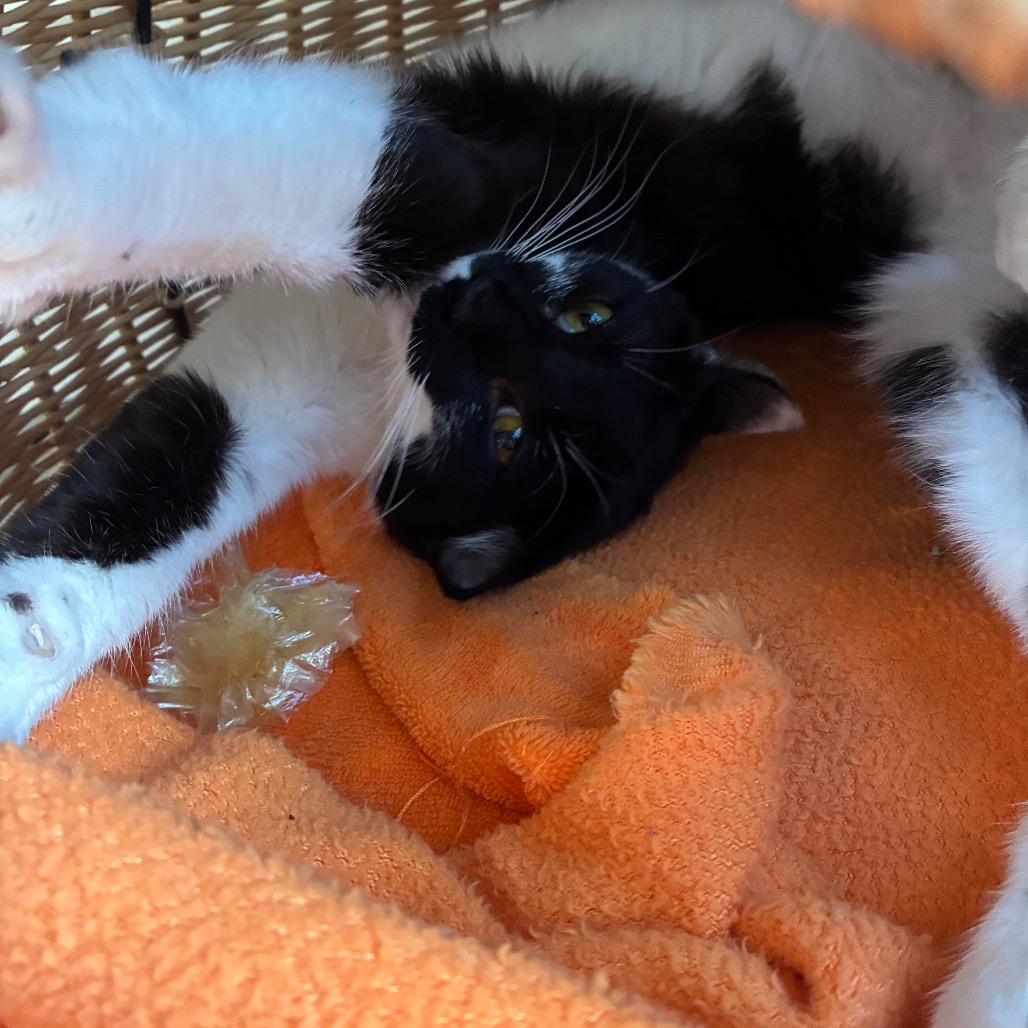 Pippa, photo 8