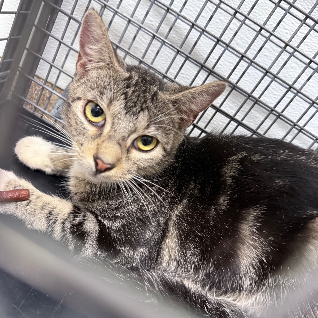 GROVER - Domestic Shorthair / Mix available for adoption