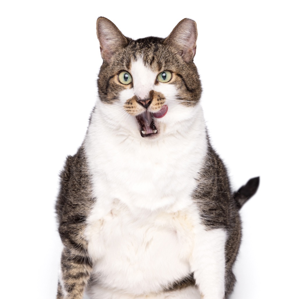 STINKER - Domestic Shorthair available for adoption
