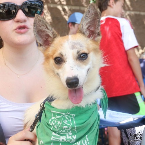 ROCKY - Terrier, Jack Russell / Mix available for adoption