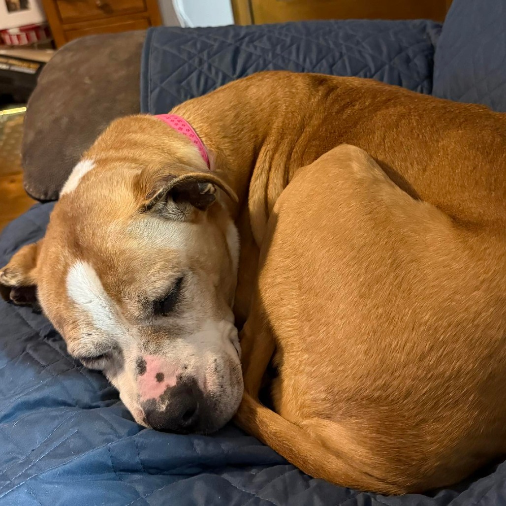 Cinnamon, photo 3 of 8