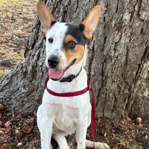 Baxter, photo 12
