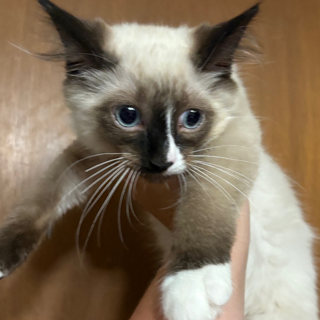 Hans, available for adoption