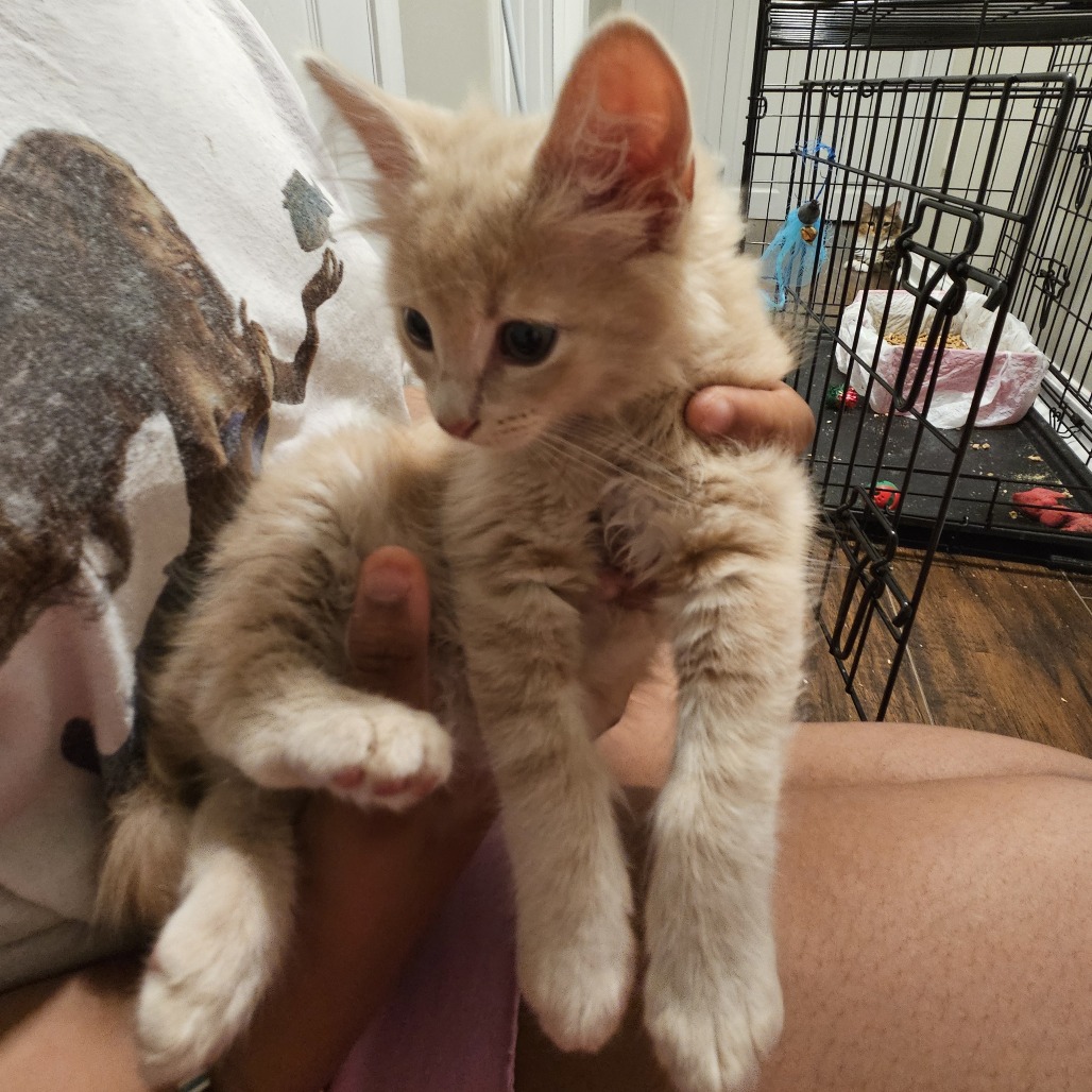 TEDDY GRAHAMS - Domestic Medium Hair available for adoption