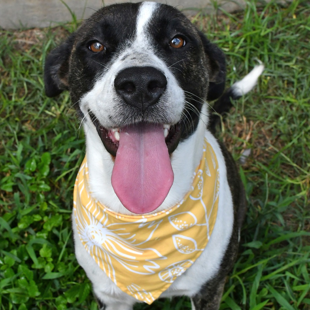 PALMER - Mountain Cur available for adoption
