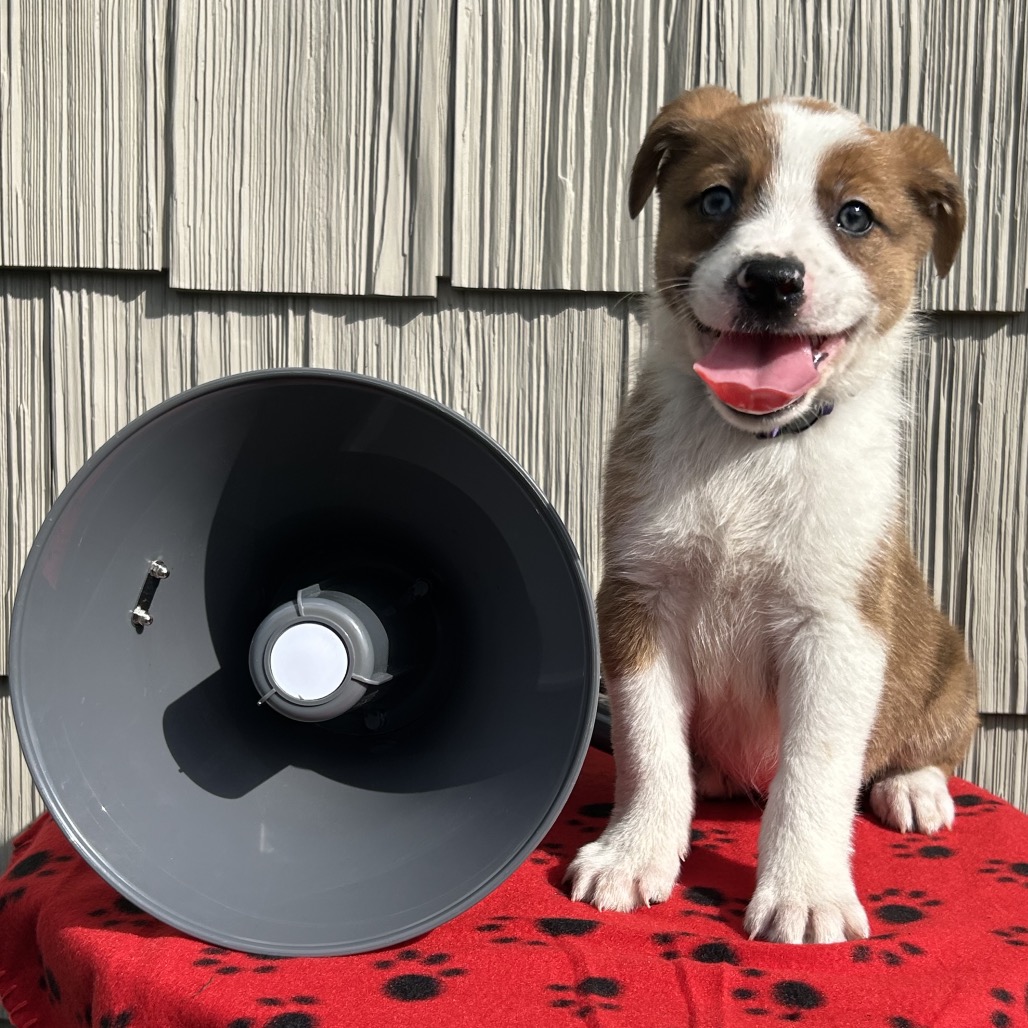 Subwoofer
