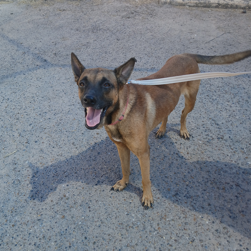 SCOOBY - Malinois, Belgian / Mixed Breed (Medium) available for adoption