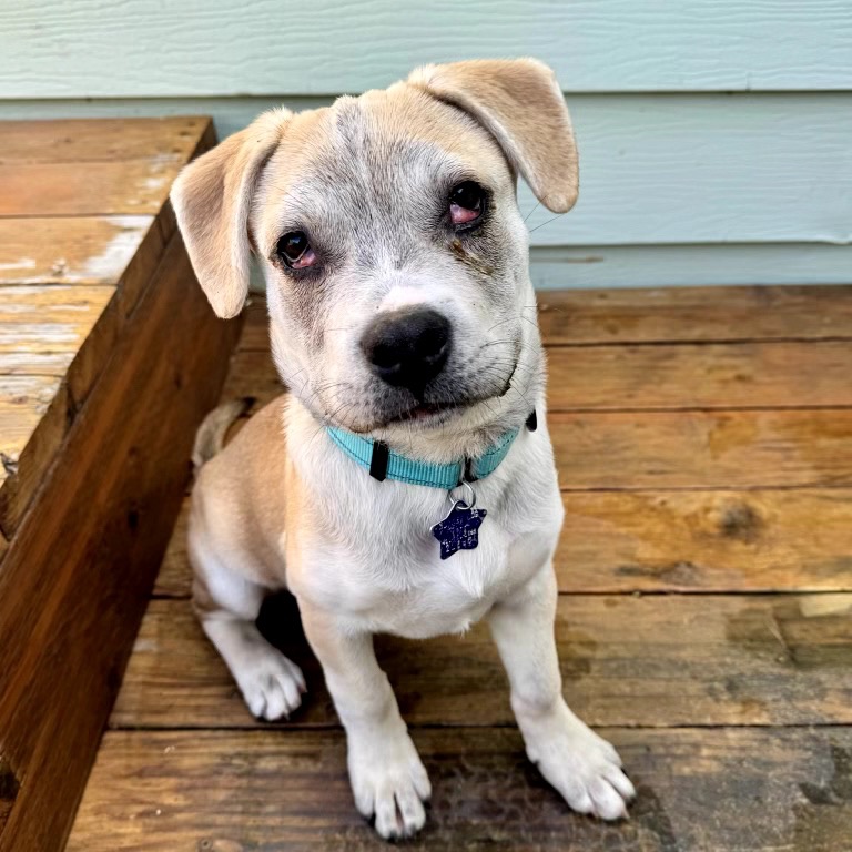 Charlie — thumbnail 3