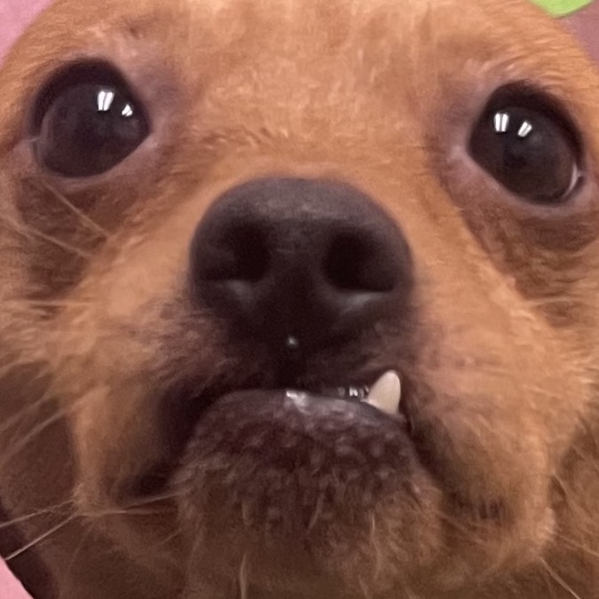 Meyer — thumbnail 3