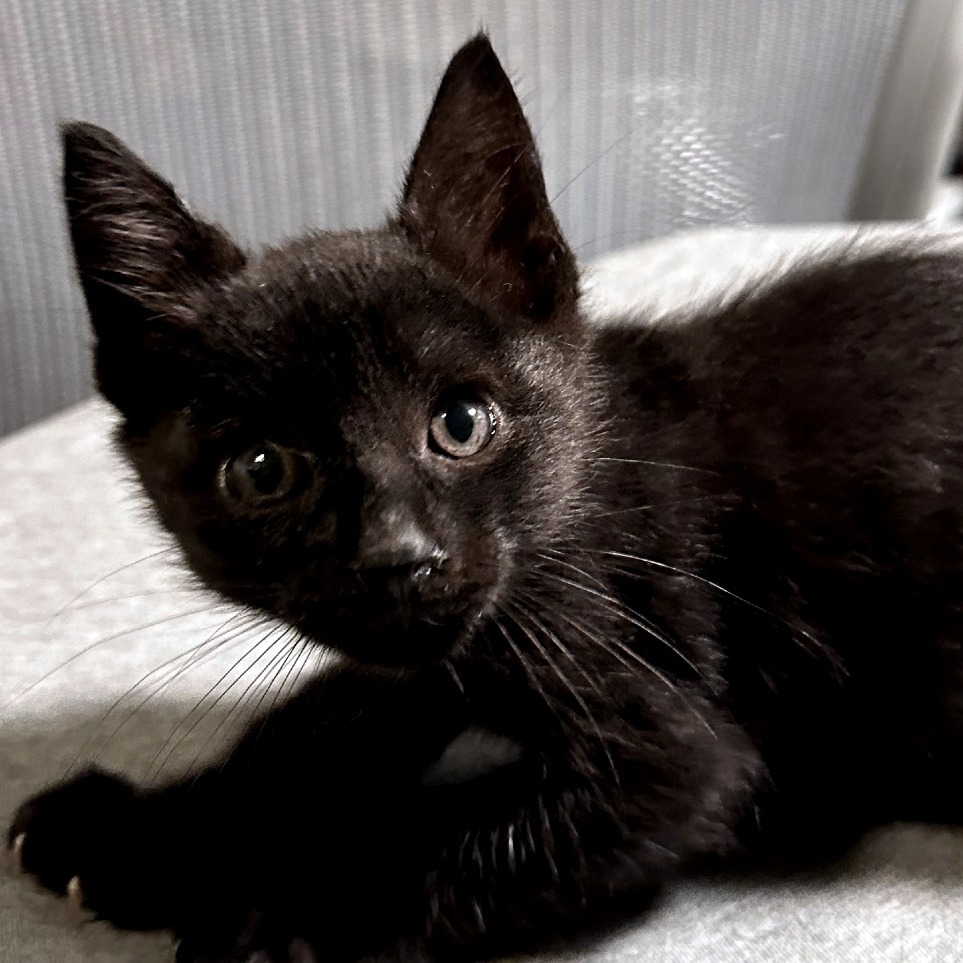 Zumi Zooma 16 — thumbnail 7