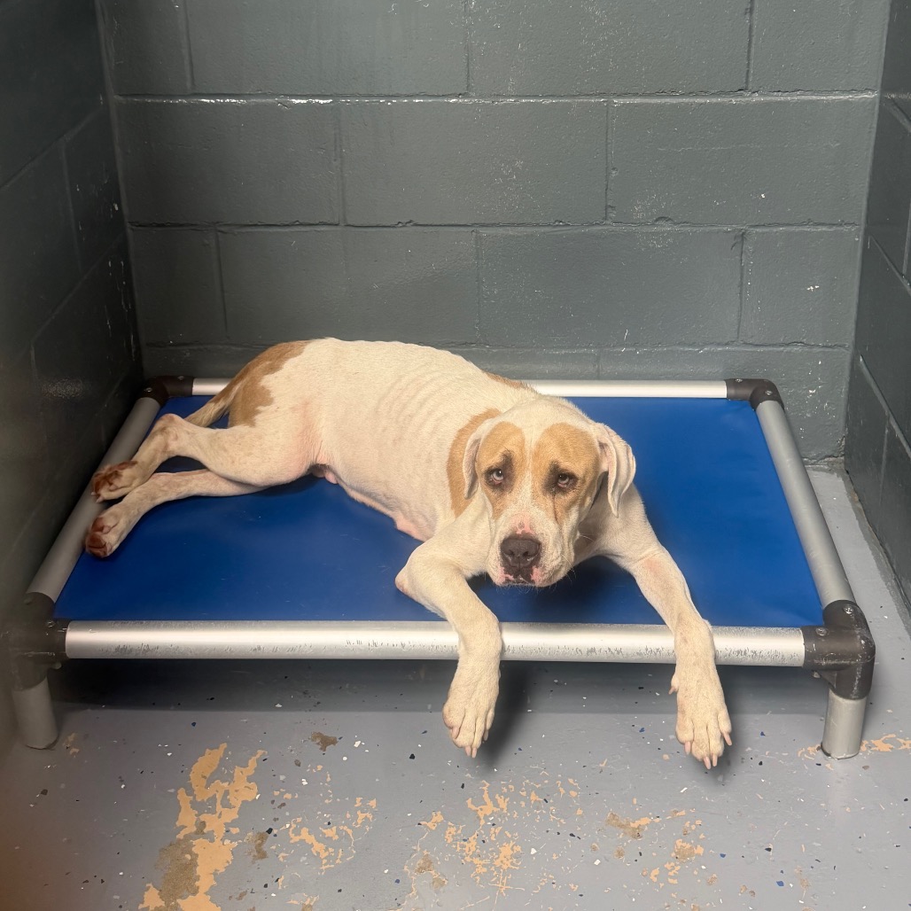 Tusc Stray 85880 2 3 4 5 6